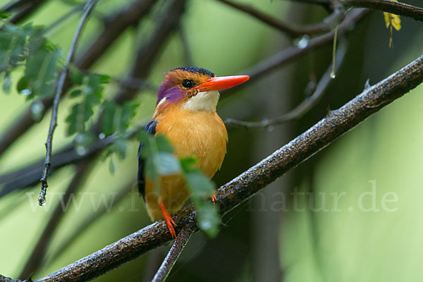 Natalzwergfischer (Ispidina picta)