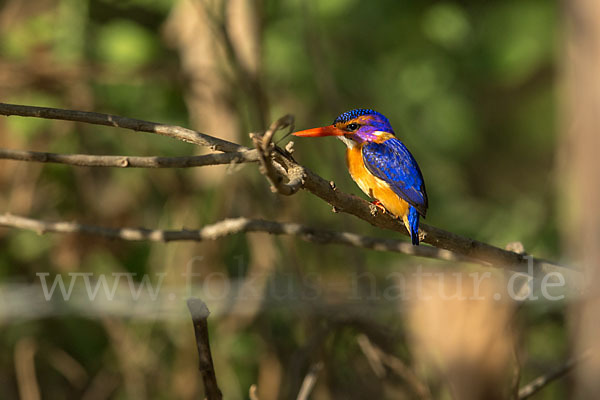 Natalzwergfischer (Ispidina picta)