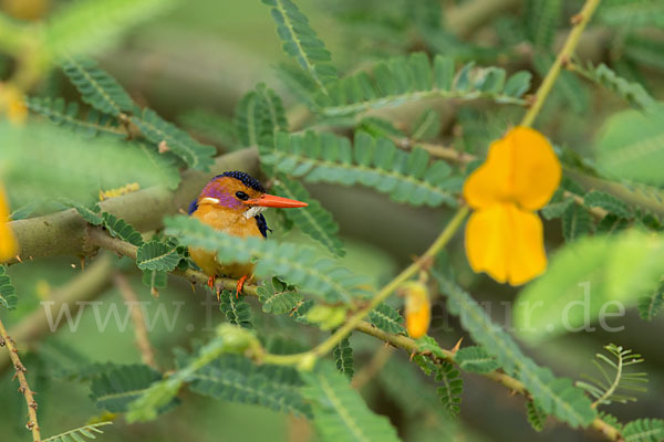 Natalzwergfischer (Ispidina picta)