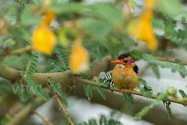 Natalzwergfischer (Ispidina picta)