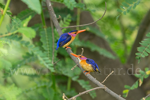 Natalzwergfischer (Ispidina picta)