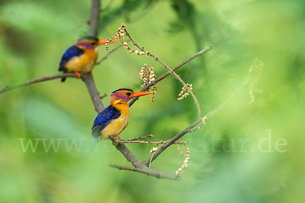 Natalzwergfischer (Ispidina picta)