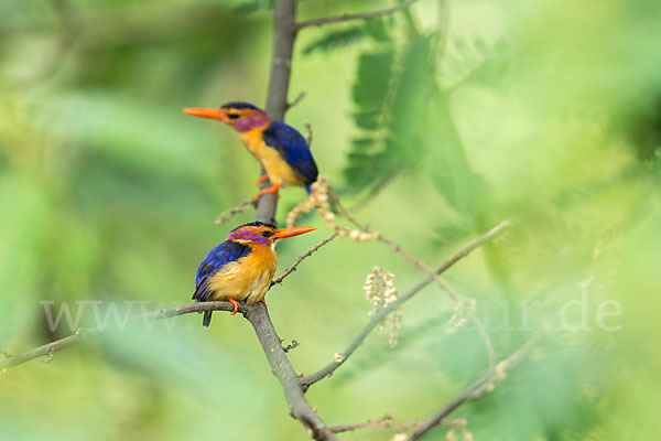 Natalzwergfischer (Ispidina picta)