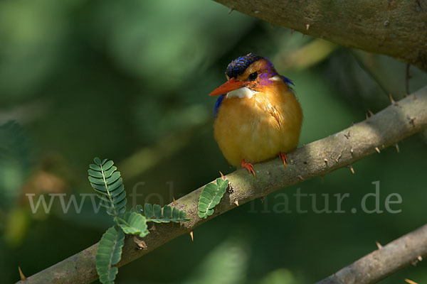 Natalzwergfischer (Ispidina picta)