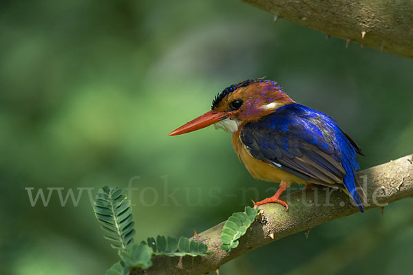 Natalzwergfischer (Ispidina picta)