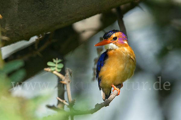 Natalzwergfischer (Ispidina picta)