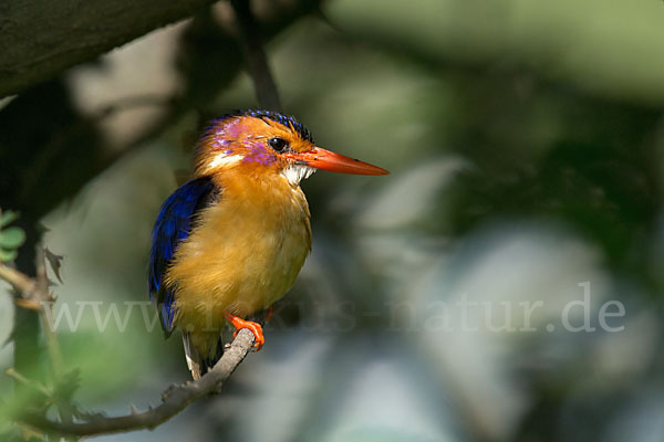 Natalzwergfischer (Ispidina picta)