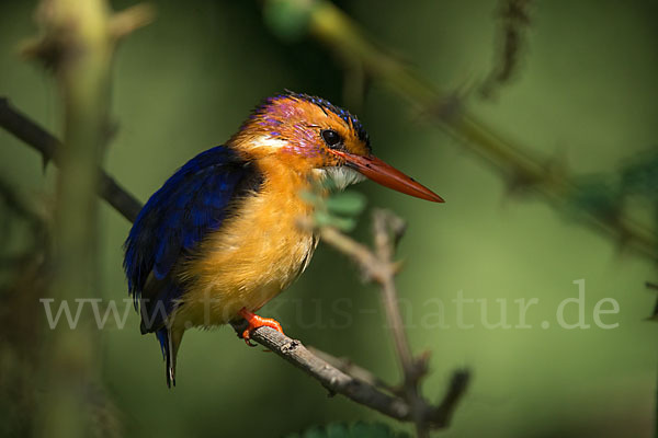 Natalzwergfischer (Ispidina picta)