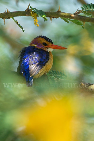 Natalzwergfischer (Ispidina picta)