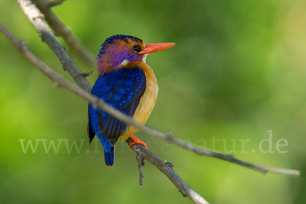 Natalzwergfischer (Ispidina picta)