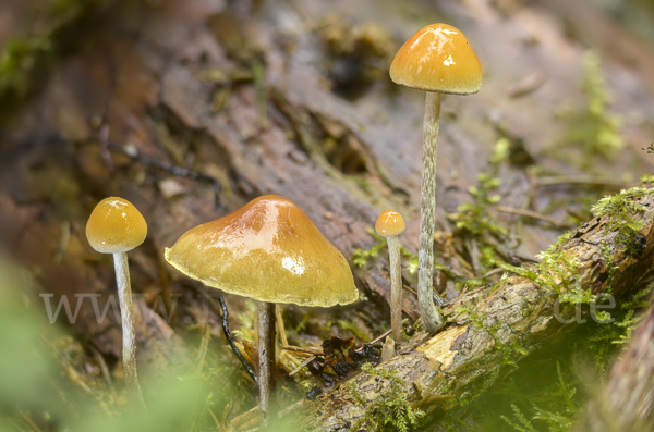 Natternstieliger Schwefelkopf (Hypholoma marginatum)