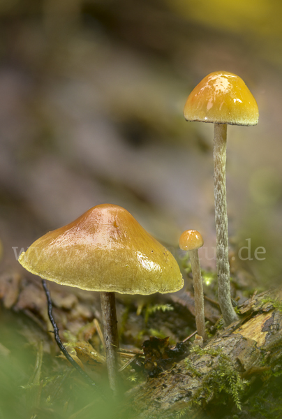 Natternstieliger Schwefelkopf (Hypholoma marginatum)