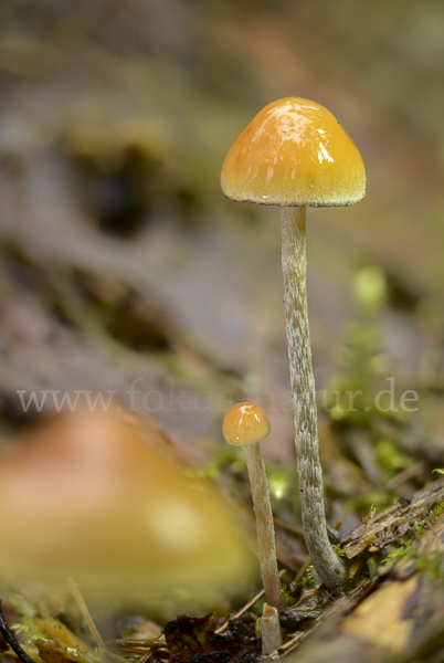 Natternstieliger Schwefelkopf (Hypholoma marginatum)