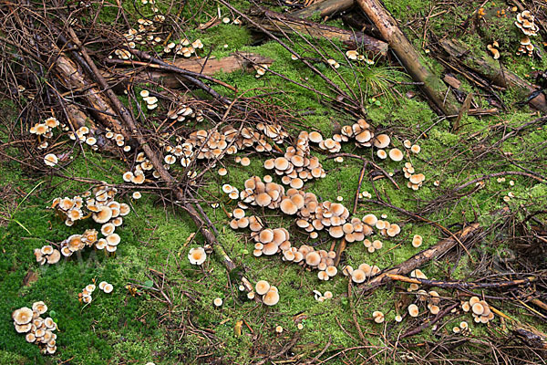 Natternstieliger Schwefelkopf (Hypholoma marginatum)