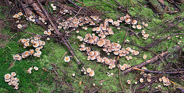 Natternstieliger Schwefelkopf (Hypholoma marginatum)