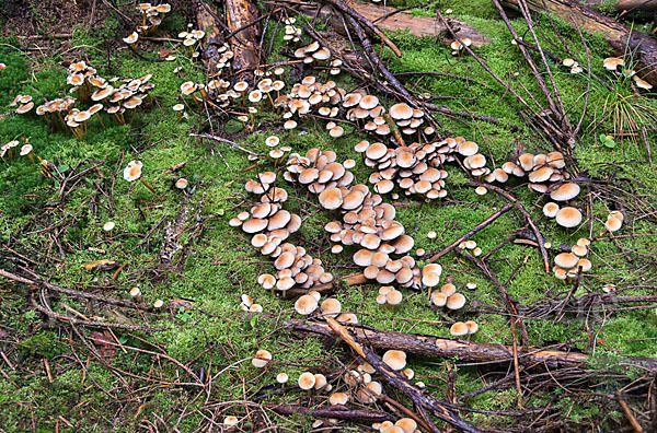 Natternstieliger Schwefelkopf (Hypholoma marginatum)