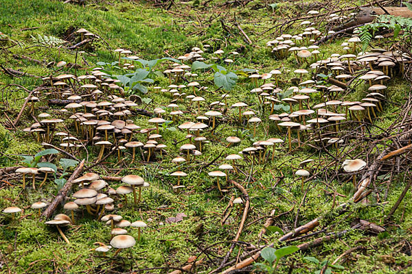 Natternstieliger Schwefelkopf (Hypholoma marginatum)