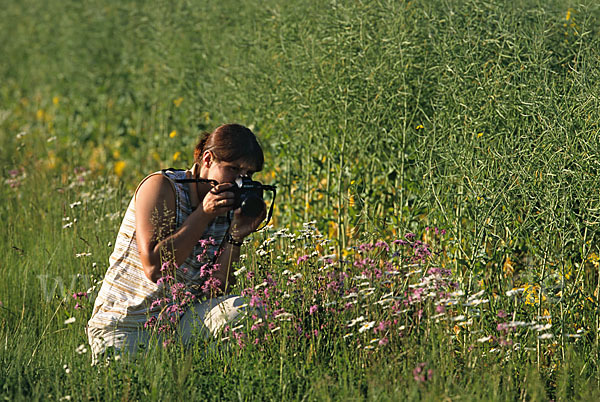 pröhl, pflanzen, flora, plants, meadow, feldrand, wildblumen, naturfoto