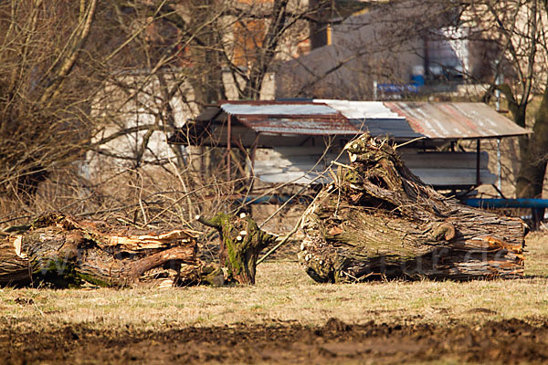 Naturzerstörung (destruction of nature)