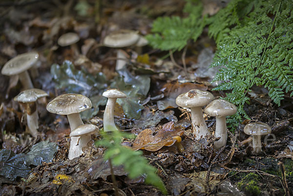 Nebelgrauer Trichterling (Clitocybe nebularis)