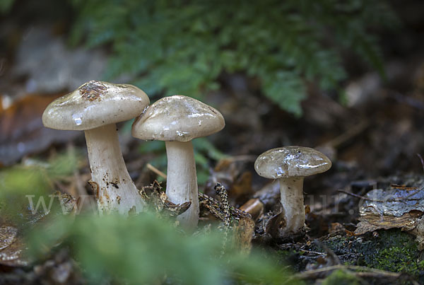 Nebelgrauer Trichterling (Clitocybe nebularis)