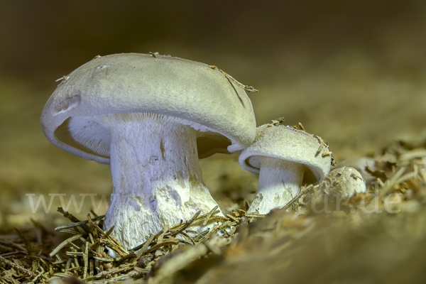 Nebelgrauer Trichterling (Clitocybe nebularis)