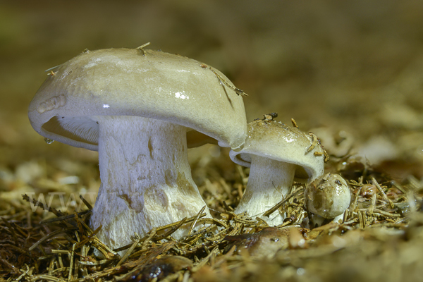 Nebelgrauer Trichterling (Clitocybe nebularis)