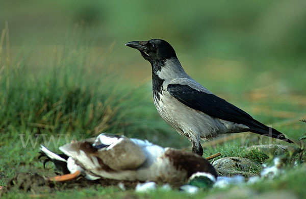 Nebelkrähe (Corvus corone cornix)