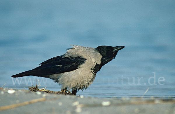 Nebelkrähe (Corvus corone cornix)