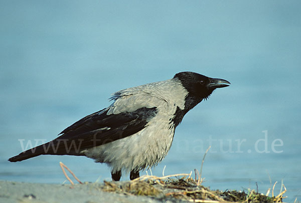 Nebelkrähe (Corvus corone cornix)