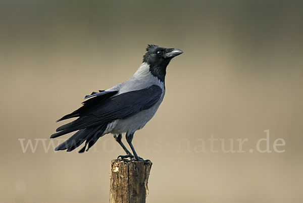 Nebelkrähe (Corvus corone cornix)