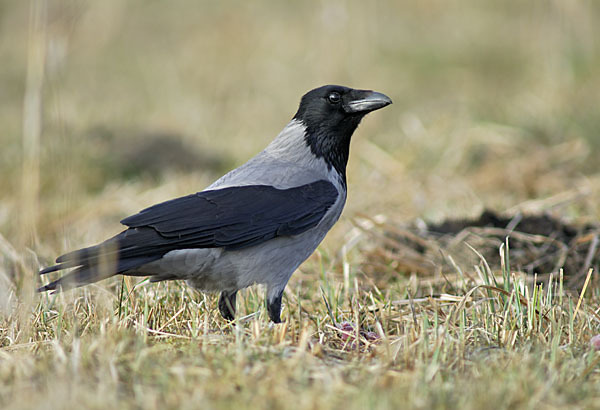 Nebelkrähe (Corvus corone cornix)