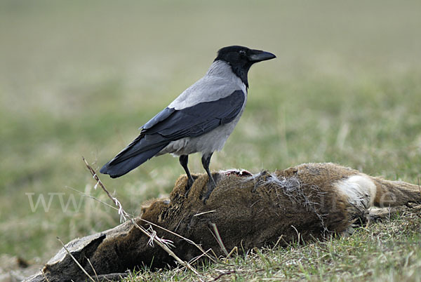 Nebelkrähe (Corvus corone cornix)