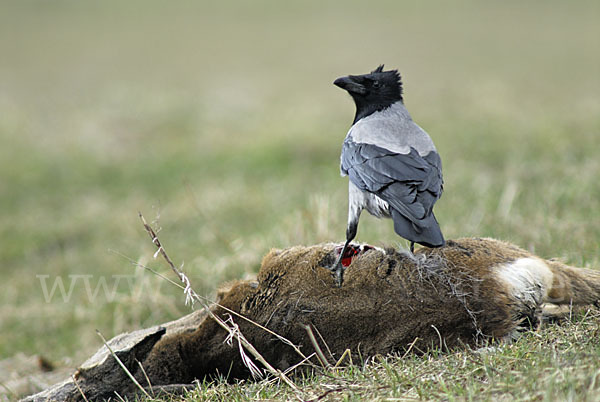 Nebelkrähe (Corvus corone cornix)