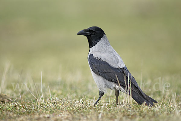 Nebelkrähe (Corvus corone cornix)