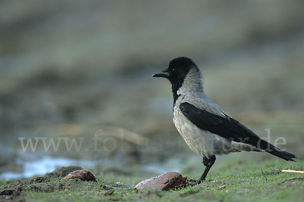 Nebelkrähe (Corvus corone cornix)