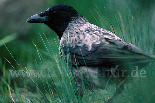 Nebelkrähe (Corvus corone cornix)