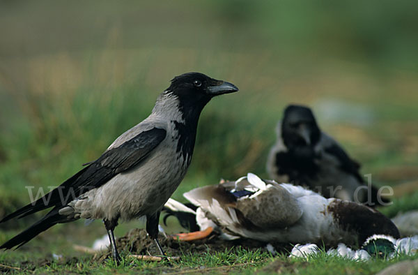 Nebelkrähe (Corvus corone cornix)