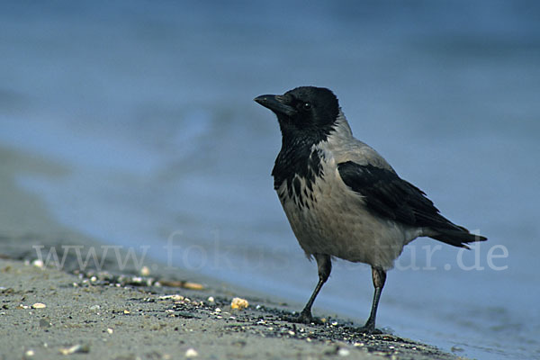 Nebelkrähe (Corvus corone cornix)