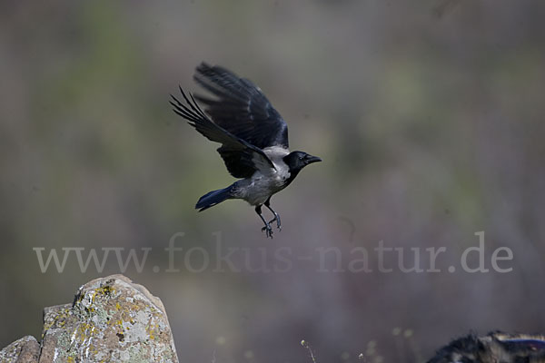 Nebelkrähe (Corvus corone cornix)