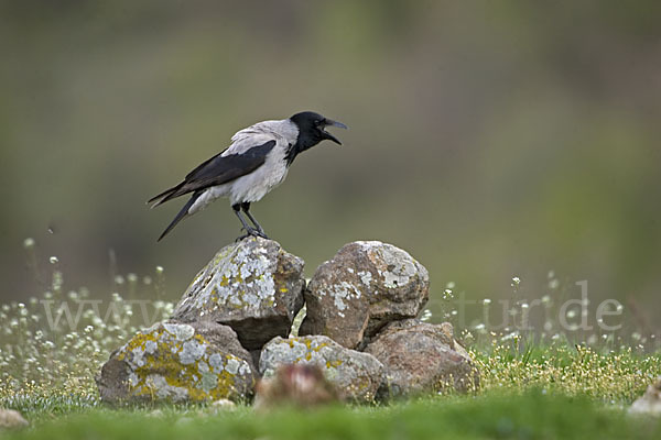 Nebelkrähe (Corvus corone cornix)