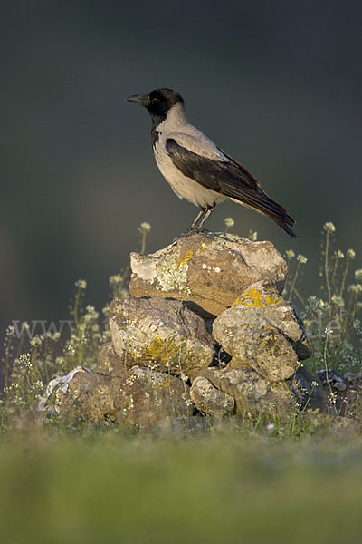 Nebelkrähe (Corvus corone cornix)