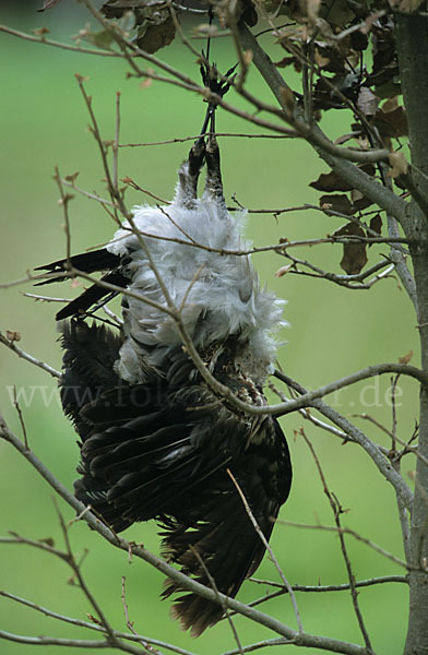 Nebelkrähe (Corvus corone cornix)