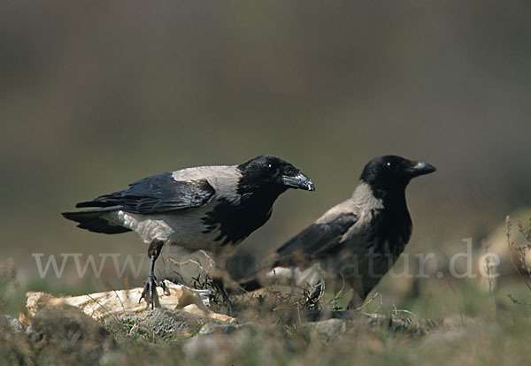 Nebelkrähe (Corvus corone cornix)