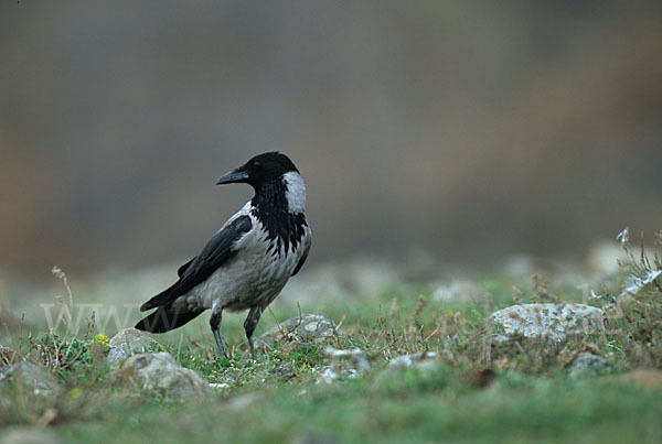 Nebelkrähe (Corvus corone cornix)