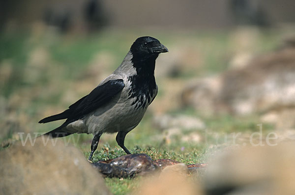 Nebelkrähe (Corvus corone cornix)