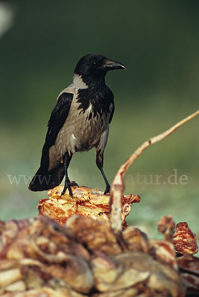 Nebelkrähe (Corvus corone cornix)