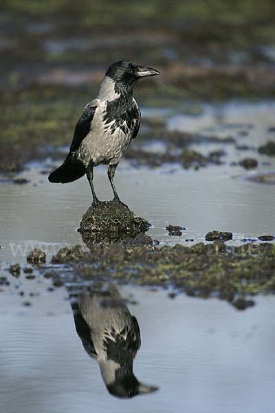 Nebelkrähe (Corvus corone cornix)