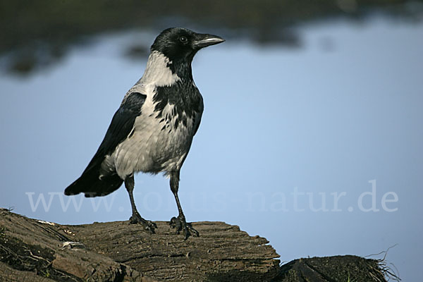 Nebelkrähe (Corvus corone cornix)