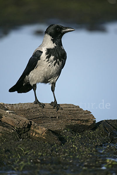 Nebelkrähe (Corvus corone cornix)